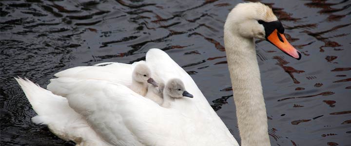 Kans op zwangerschap bij een tweede kind: sneller zwanger van 2e kind?