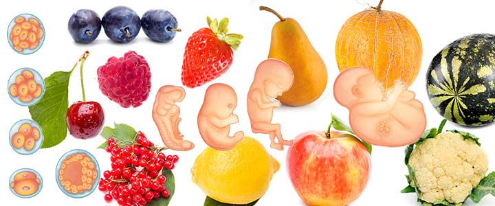 Zwangerschap vergelijken met fruit en groente - Baby fruit vergelijk